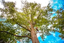 Trusted Foxfire, NC Tree Removal Experts